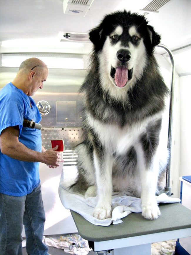Bạn đã bao giờ nhìn thấy một chú chó khổng lồ chưa? Nếu chưa, hãy xem hình ảnh này và cảm nhận sự mê hoặc của chúng!