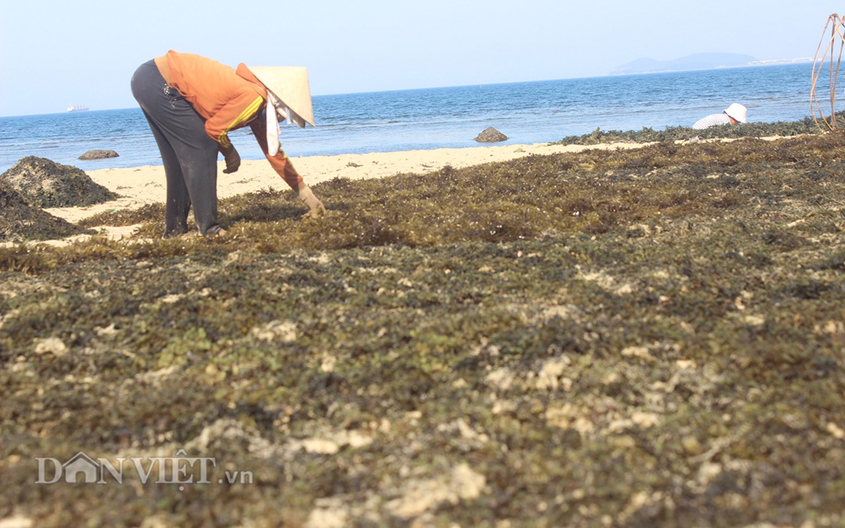 Rong mơ biển: Khi hai thế giới giao thoa, sự đẹp tuyệt vời sẽ hiện ra. Hình ảnh về rong mơ biển sẽ mang đến cho bạn cảm giác như bước vào một thế giới huyền thoại, nơi mà rong mơ và rong biển hoà quyện tạo ra một bức tranh vô cùng độc đáo.