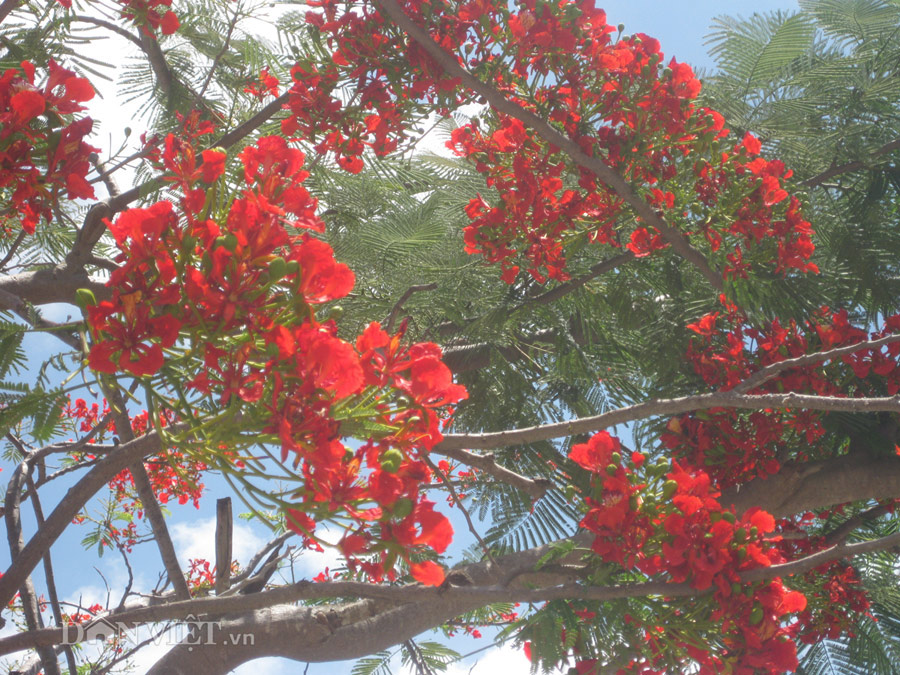 Hình nền Hoa Phượng Tháng 5 Ảnh Nền Những Bông Hoa Trời Xanh Phượng Vĩ  Background Vector để tải xuống miễn phí  Pngtree