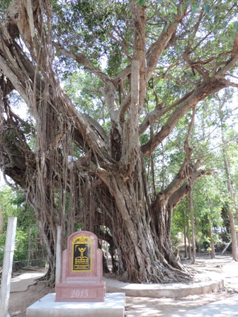 Cây đa cổ thụ được công nhận là cây Di sản Việt Nam