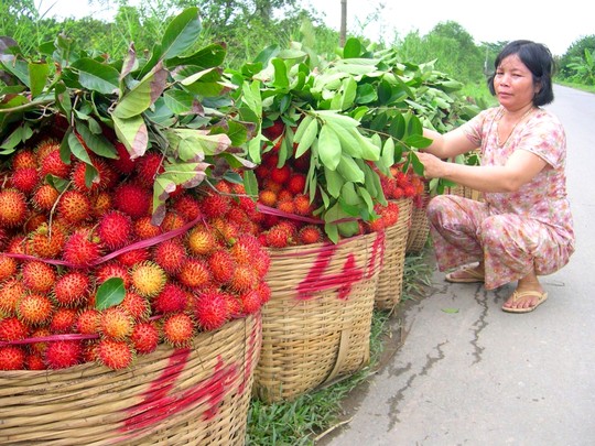 Vùng cây ăn trái Chợ Lách – Bến Tre cũng vào mùa bận rộn thu hoạch chôm chôm.