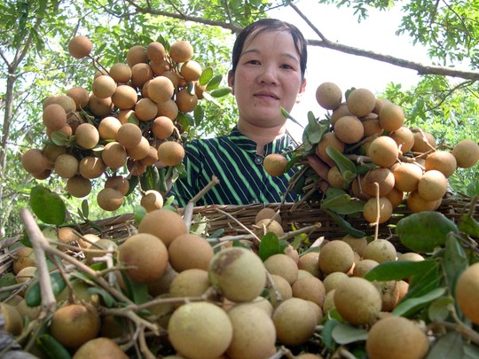 Nhãn xuồng cơm vàng ở Vĩnh Long nhà vườn đang cho thu hoạch bán giá cao nhờ thị trường xuất khẩu.