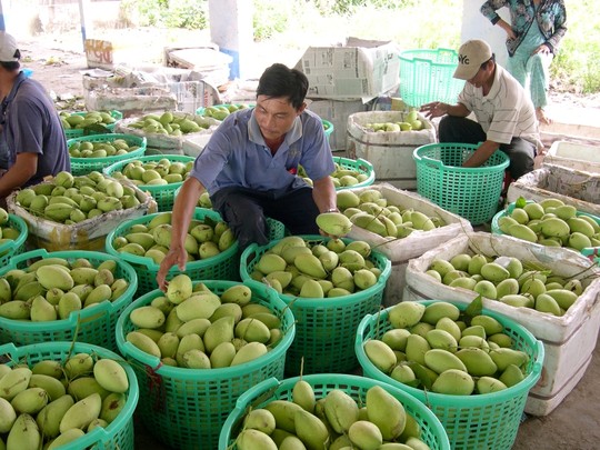 Về vùng cù lao Tân Lộc – TP Cần Thơ, nhà vườn cũng thu hoạch mận An Phước.