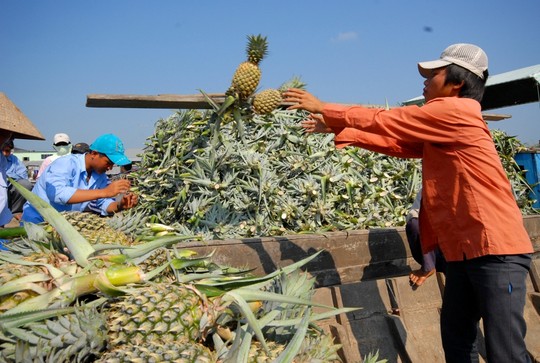 Nông dân thu hoạch khóm Cầu Đúc ở Hậu Giang.