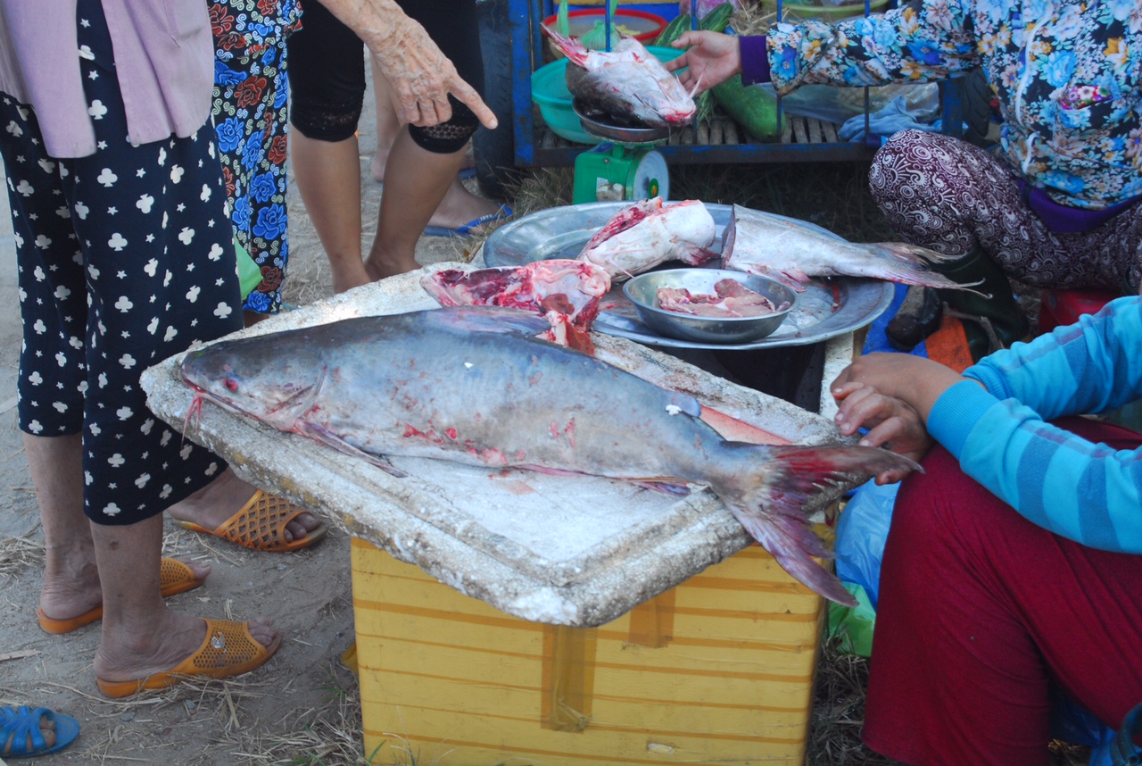 Ngư dân Huế trúng mẻ cá thiều gần 4 tỷ đồng