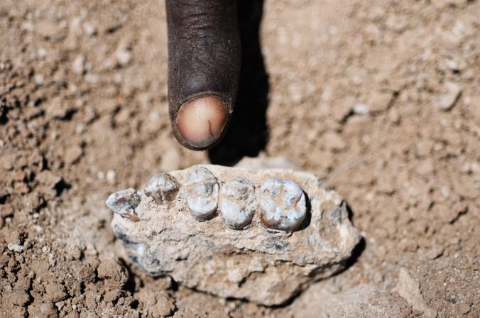 Hóa thạch tìm được là phần hàm trên của một chủng linh trưởng có niên đại từ rất lâu trước đó.
