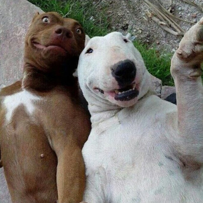 Hãy cười để giảm căng thẳng của cuộc sống hàng ngày bằng bức ảnh chó troll này. Chú chó trong bức ảnh này thật đáng yêu và đáng yêu, và bạn sẽ không thể nhịn cười khi nhìn thấy chú ta giở trò để đánh lừa người khác.