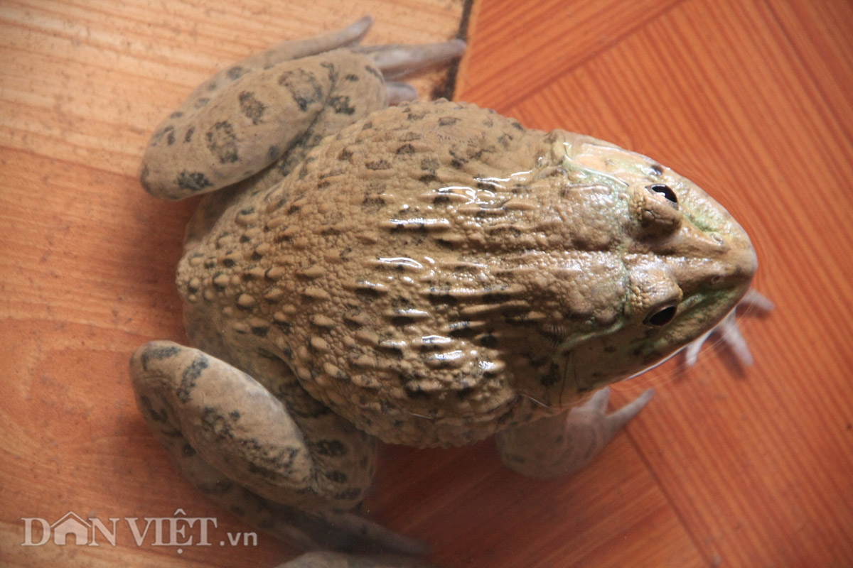 Ngắm ếch khỏe ếch đẹp khoe “sáu múi” khiến cánh mày râu ghen tỵ