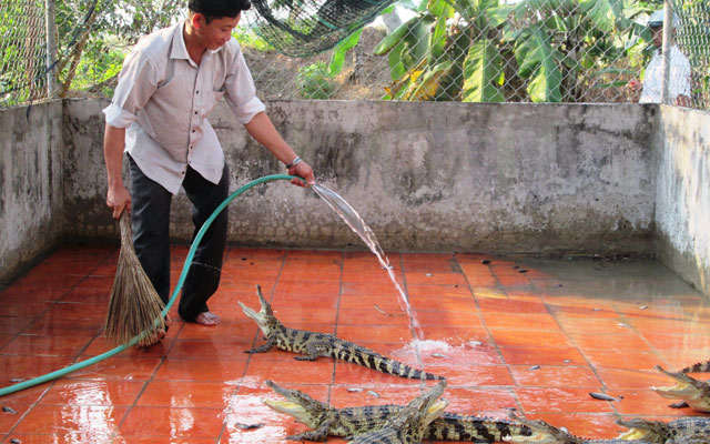 Trang trại nuôi cá sấu Chi phí đầu tư và cách làm  Farmvina Nông Nghiệp