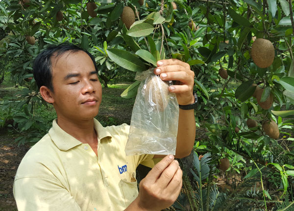 Kỹ thuật trồng hồng xiêm xoài cho quả to ít người biết