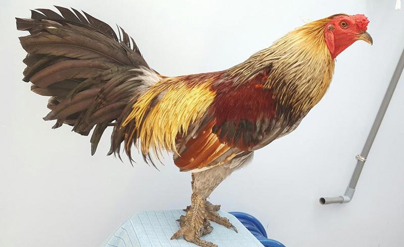 Tổng hợp 55 về mô hình chuồng nuôi gà chọi hay nhất  cdgdbentreeduvn