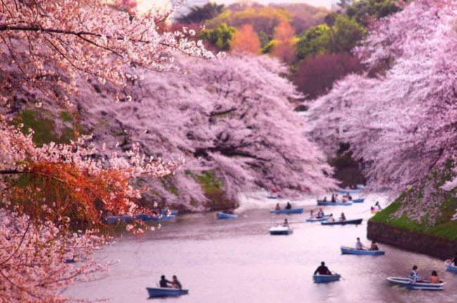 Lễ hội hoa anh đào: Khi hoa anh đào đua nhau nở rộ khắp nơi, bạn sẽ cảm nhận được tình yêu và sự đam mê của người dân Nhật Bản. Hãy tìm điểm đến cho mình và chiêm ngưỡng tuyệt tác thiên nhiên đầy màu sắc và hoa hương ngát.