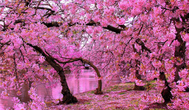 Hoa anh đào nổi tiếng là biểu tượng của sự đẹp và tinh khiết trong văn hóa Nhật Bản. Chúng đã trở thành một trong những loài hoa đẹp nhất trên thế giới, với màu hồng nhẹ nhàng và hương thơm dịu nhẹ khiến cho bất kì ai cũng bị mê hoặc. Hãy đến và khám phá các hình ảnh rực rỡ của hoa anh đào nổi tiếng và cảm nhận sự đẹp của chúng.