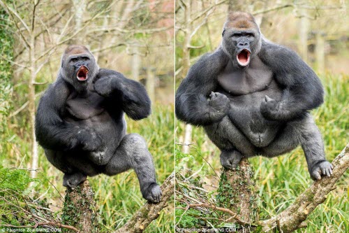 Bạn muốn chiêm ngưỡng những khối cơ đầy sức mạnh của loài khỉ đột? Hãy xem ảnh để tận hưởng khoảnh khắc đầy tinh thần chiến đấu đó nhé.