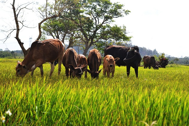 Đồng vốn hỗ trợ giúp đàn bò sinh sôi