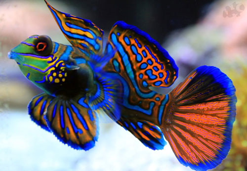 Khám phá Hình ảnh cá đẹp nhất thế giới ở các đại dương