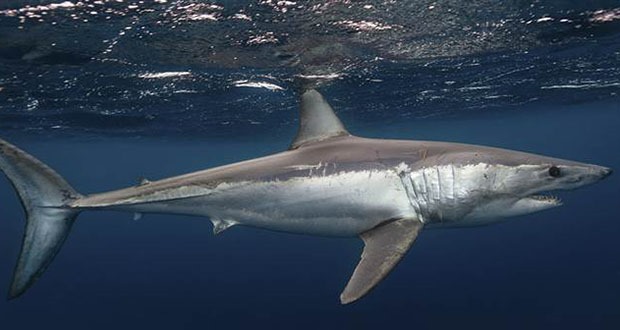 Cá mập khổng lồ Megalodon là loài máu nóng? | VTV.VN