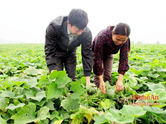 Văn Chấn Hiệu quả trồng bí đỏ lấy hạt