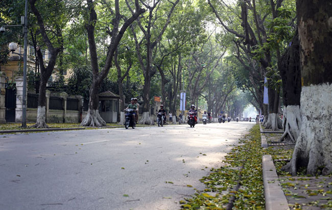 duong ha noi trai tham vang mua la bay hinh anh 1