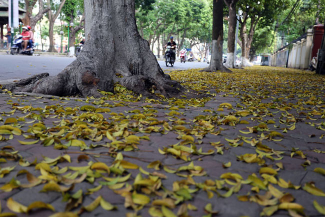 duong ha noi trai tham vang mua la bay hinh anh 3