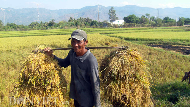 Khoảnh khắc đẹp hình ảnh mùa gặt trên quê hương với hàng nghìn lão nông