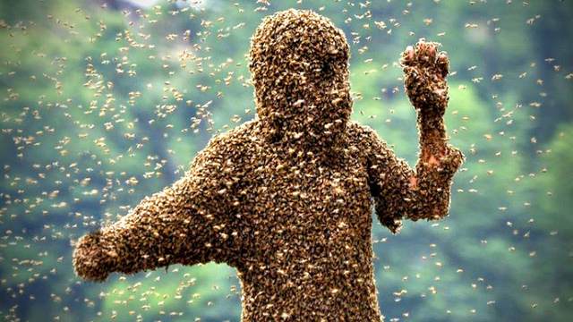 Hãy xem ảnh của nghìn con ong rừng đốt để tìm hiểu về loài ong này và cách phòng tránh.