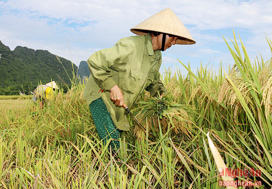 Mới Nhất 1893 Hình Ảnh Bác Nông Dân Đang Gặt Lúa Cập Nhập 50 Ngày Trước