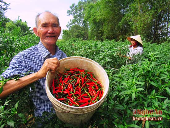 Nông dân lãi đậm nhờ trồng ớt chỉ thiên