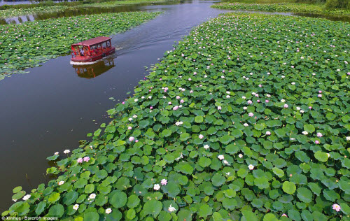 Hồ hoa sen Trung Quốc là một trong những vịnh Hạ Long nhân tạo đẹp nhất và nổi tiếng nhất của đất nước này. Với những bông sen trắng nổi bật trên mặt nước trong xanh, hình ảnh này đem đến cho người xem không khí thanh tịnh và bình yên.