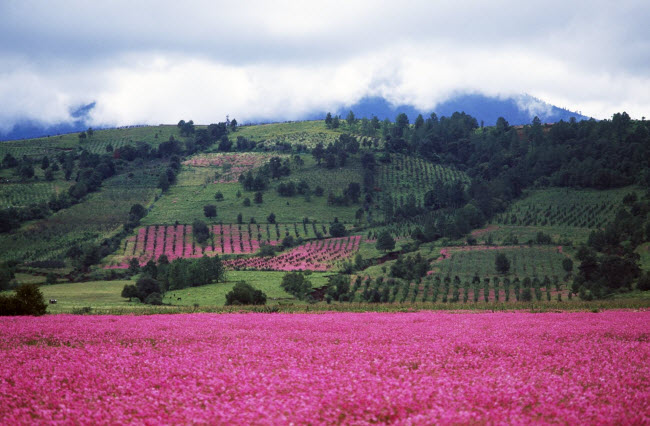 dung giua bien hoa dep the nay, trai tim sat da cung phai sieu long hinh anh 13