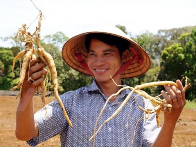 "Trốn" lên rừng xanh, núi đỏ, trồng cây "ai dùng đều khỏe" kiếm tiền tỷ