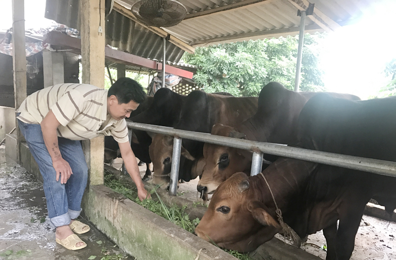 Hiệu quả kinh tế từ mô hình nuôi bò vỗ béo  Báo Đắk Lắk điện tử