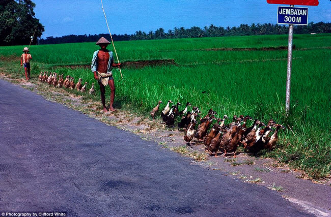 co mot “thien duong” bali rat khac vao nhung nam 1970 hinh anh 14