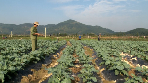 Hiện trạng sản xuất nông, lâm, thủy sản trên địa bàn tỉnh Nghệ An