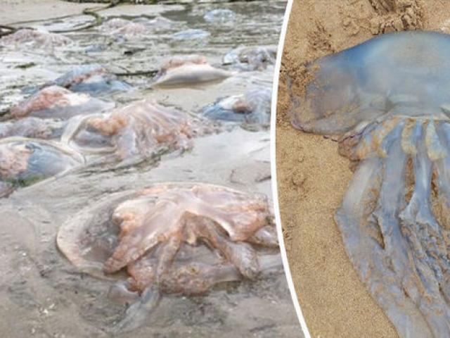 Ngàn con sứa khổng lồ trôi dạt bờ biển Anh
