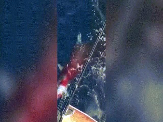 Phẫn nộ cảnh dùng súng bắn cá mập hổ đến chết ở Mexico