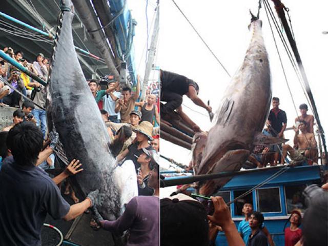 Cần thủ kể lại khoảnh khắc “đánh vật” với cá ngừ vây xanh “khủng”