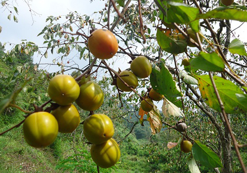 Đến Lạng Sơn, đừng bỏ lỡ 10 loại rau quả đặc sản này