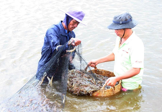 Nuôi ốc hương công nghiệp mật độ siêu dày