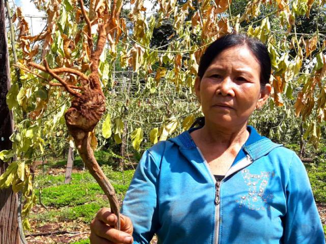 Tán tận lương tâm: Lừa nông dân trồng chanh dây dỏm, rồi biến mất