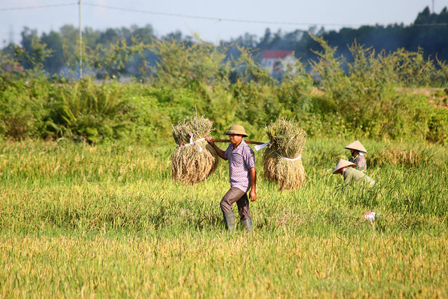 anh dep: mua vang o quang yen hinh anh 5