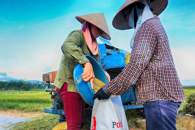 anh dep: mua vang o quang yen hinh anh 8