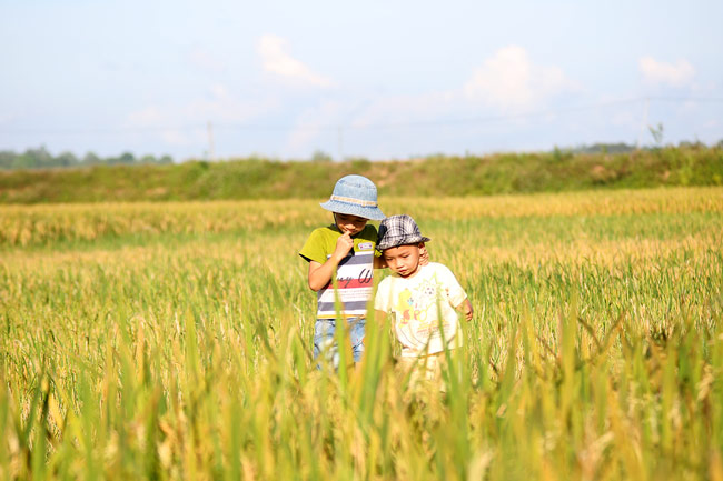 anh dep: mua vang o quang yen hinh anh 10