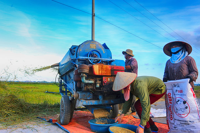 anh dep: mua vang o quang yen hinh anh 7