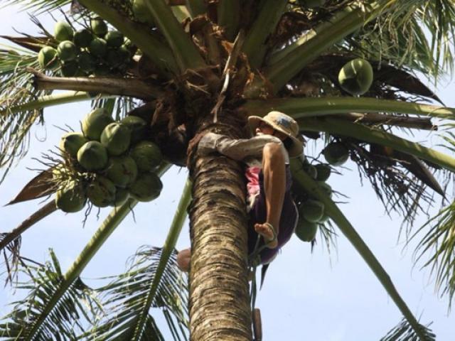 Chùm ảnh: Cụ bà 60 tuổi vẫn phải kiếm sống trên ngọn dừa