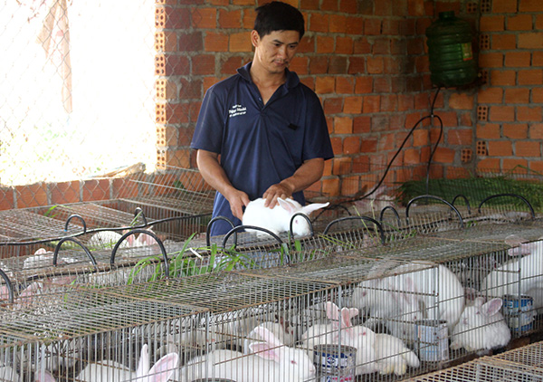 Hội viên phụ nữ nuôi thỏ làm giàu  Đài Phát Thanh và Truyền Hình Thái Bình