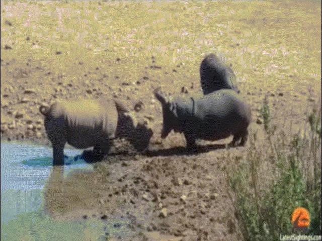 Video: Hà mã nổi giận cắn chết tê giác bằng đòn chí mạng
