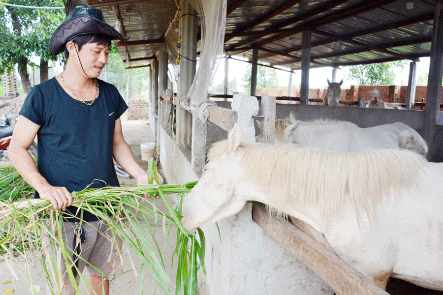 Nuôi ngựa bạch thoát nghèo ở Tân Sơn Bắc Giang