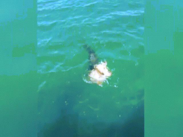 Cá mập ngoác miệng đớp, rùa xuất chiêu tự vệ