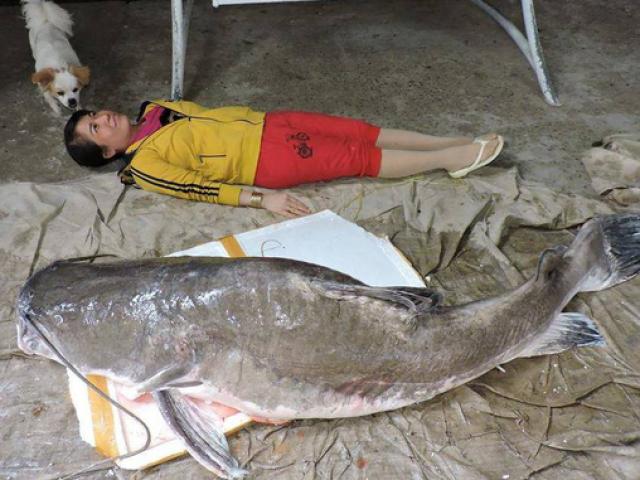 Đi câu trên sông Sêrêpốk, bất ngờ bắt được 2 con cá lăng khổng lồ